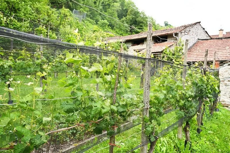 Baulandgrundstück von 476 m2 und 3553 m2 Wald / due terreni edifica... – foto 6 di 18