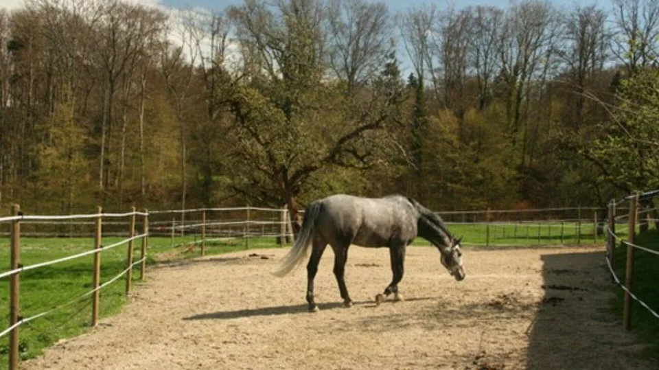 Reitsportimmobilie mit Wohnung/Einzelzimmer und Reitalle