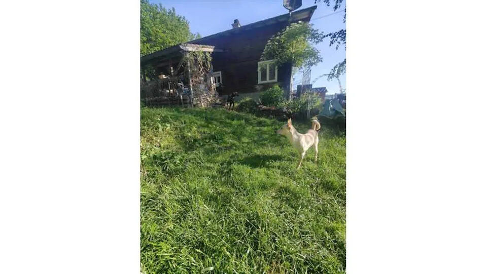 4½ ZIMMER-HAUS IN WATTWIL (SG), MÖBLIERT, TEMPORÄR
