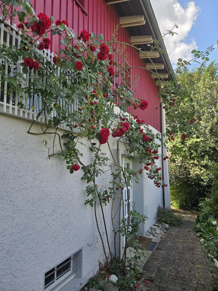 Charmantes Einfamilienhaus an ruhiger Lage mit wunderschönem Rosengart