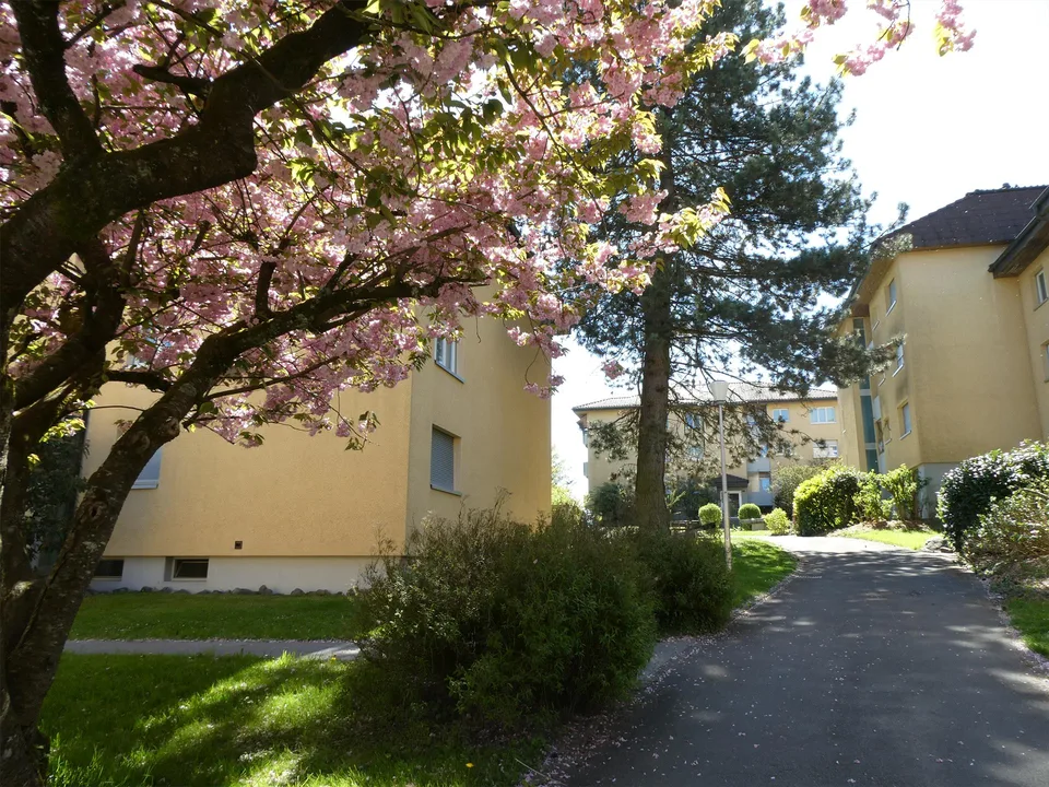 Wohnung in Menziken