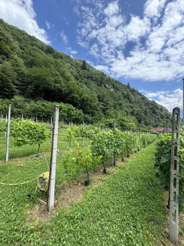 Terreno edificabile pianeggiante in vendita a Cresciano, 6705 Riviera