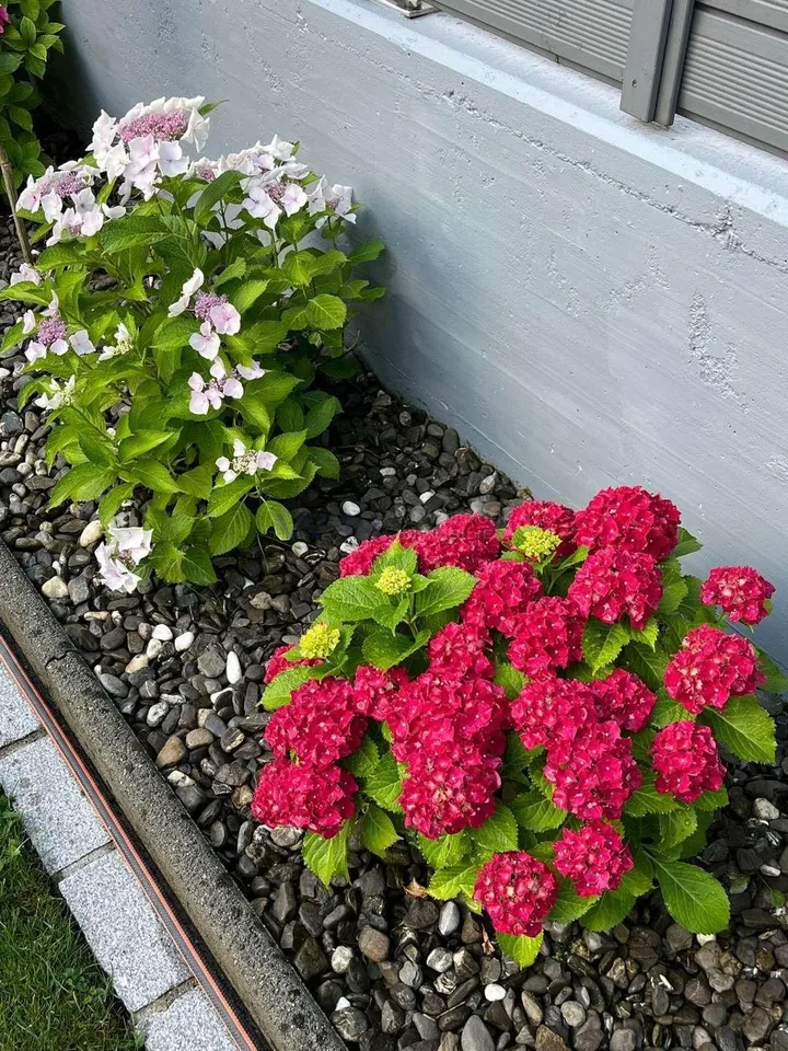 Perfekt für Paare und Familien - Rare Wohlfühloase – photo 2 of 13