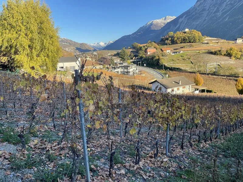IN MITTEN MALERISCHER WEINBERGE – Foto 5 von 6
