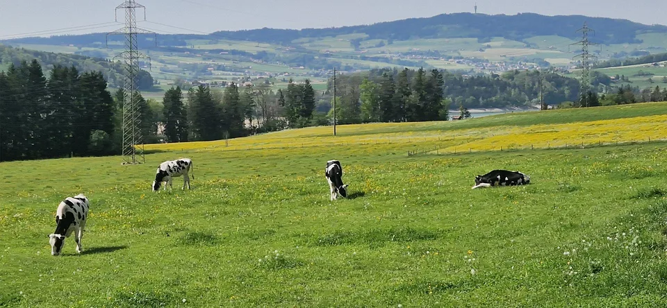 A vendre en Gruyère à Botterens / Zu verkaufen in Botterens – photo 11 sur 12