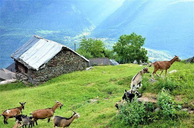 Grande rustico da ristrutturare con terreno molto soleggiata e pano... – Foto 15 von 25
