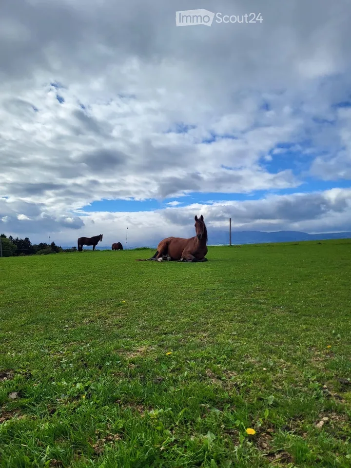 Cherche à louer maison/appartement + stab chevaux