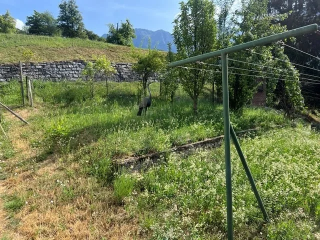 Casa 7.5 locali con bel giardino / Haus mit schönem Garten – photo 30 sur 30