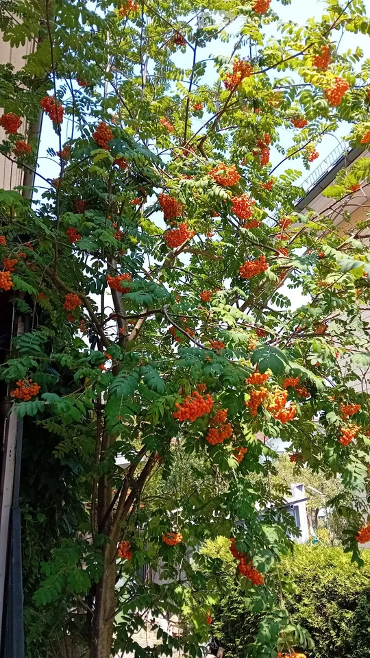 Garden Apartment on the Ground Floor in the West Quarter