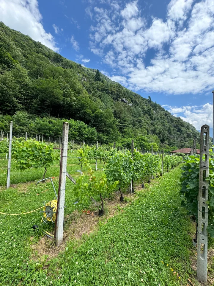 Terreno edificabile pianeggiante in vendita a Cresciano, 6705 Riviera