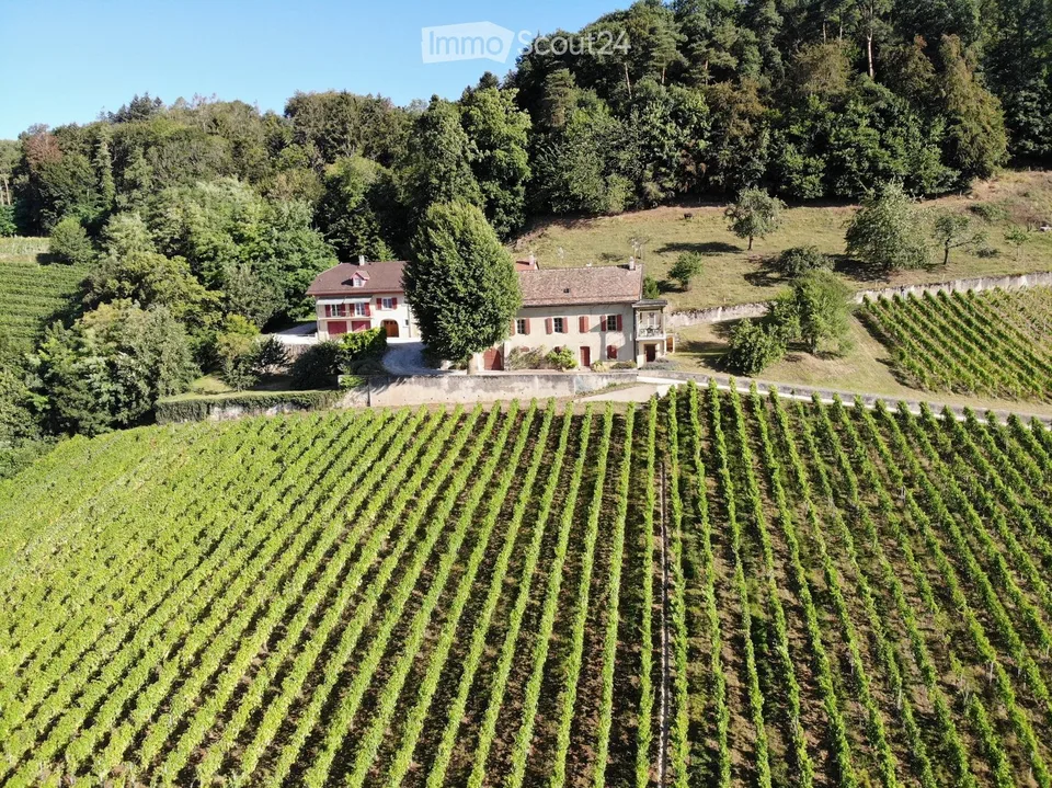 Hameau viticole avec forêt, vue imprenable lac