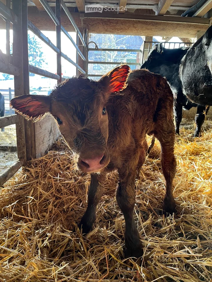 Roommates wanted for organic farm near Zurich