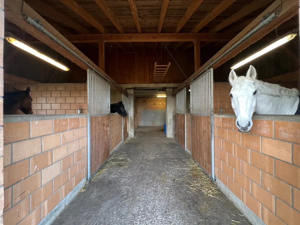 Azienda equina 4,5 locali, scuderia, paddock, parchi