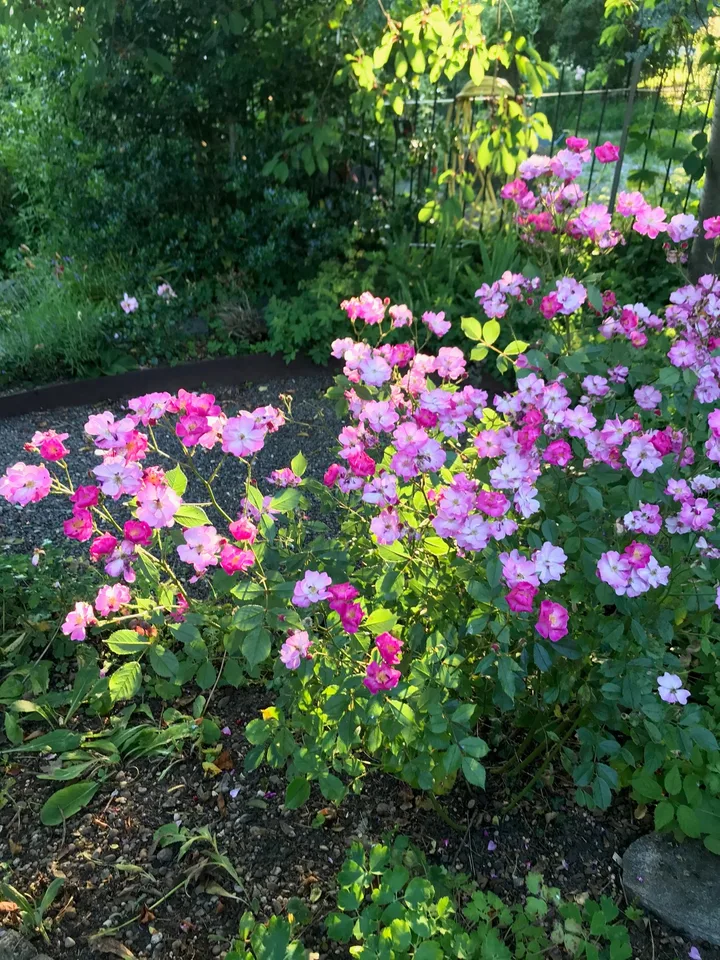 Flair de la vieille ville et générosité – vivre dans la historique « Felsenburg » avec utilisation du jardin