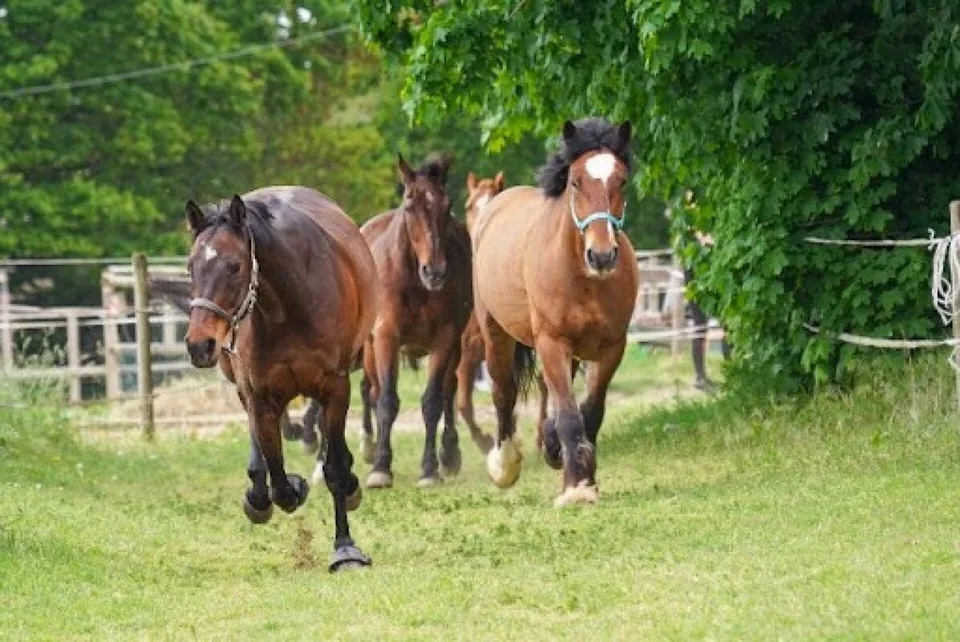 Einzigartig! Reitsportimmobilie Nähe der Schweizergrenze