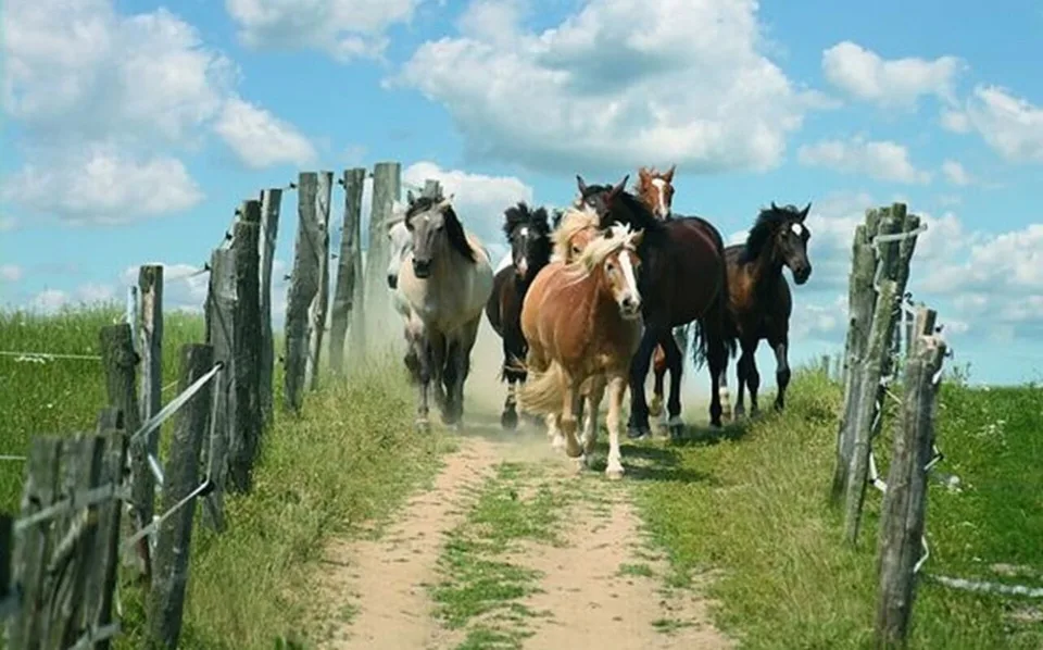 Unique! Equestrian property near the Swiss border