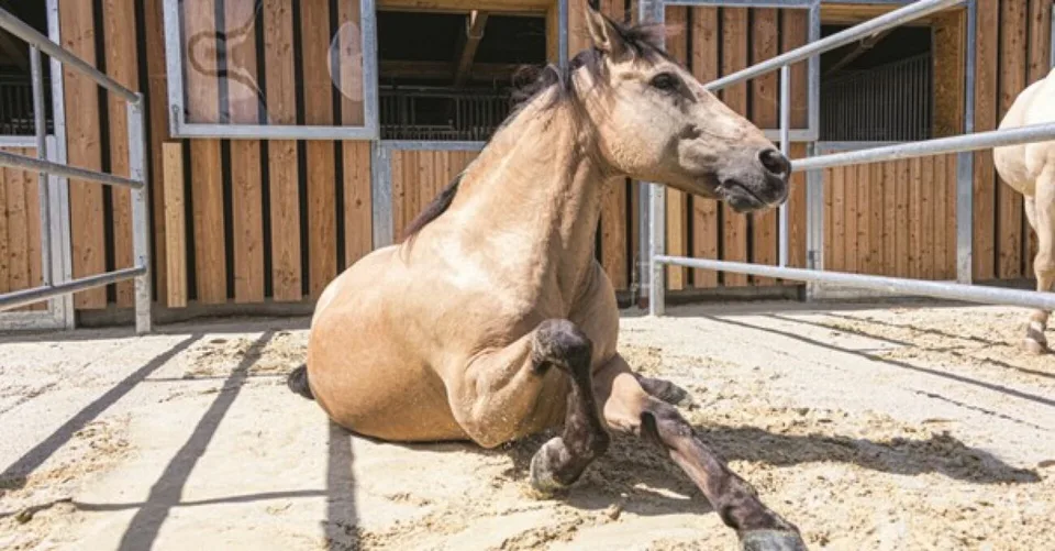Unique! Equestrian property near the Swiss border