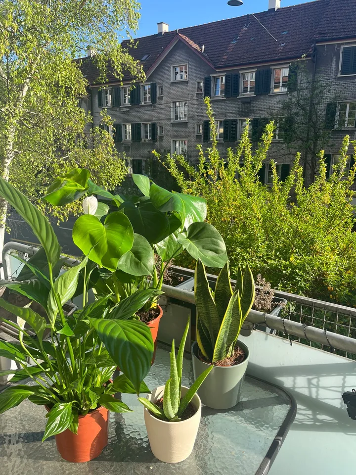 Gemütliche & sonnige 3-Zimmer-Wohnung in Wipkingen, Zürich (Sept 2026 - Sept 2027)