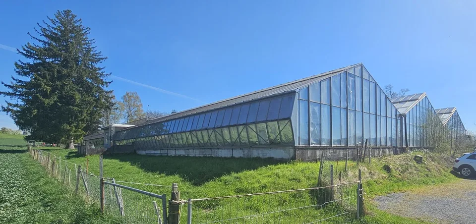 Fläche in Gewächshaus in Gossau ZH