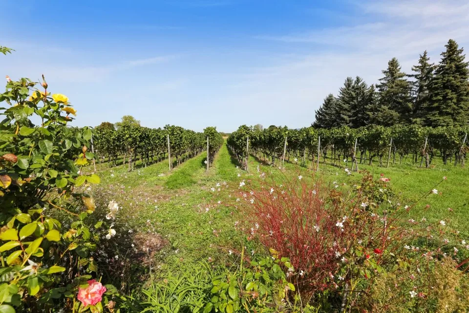 Ravissante villa en campagne avec Jardin en Bordure des Vignobles de Jussy