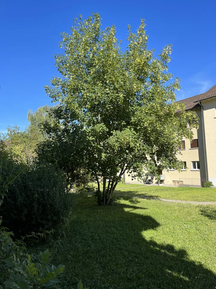 Bel appartement spacieux 4 pièces à partir du 1.9.26