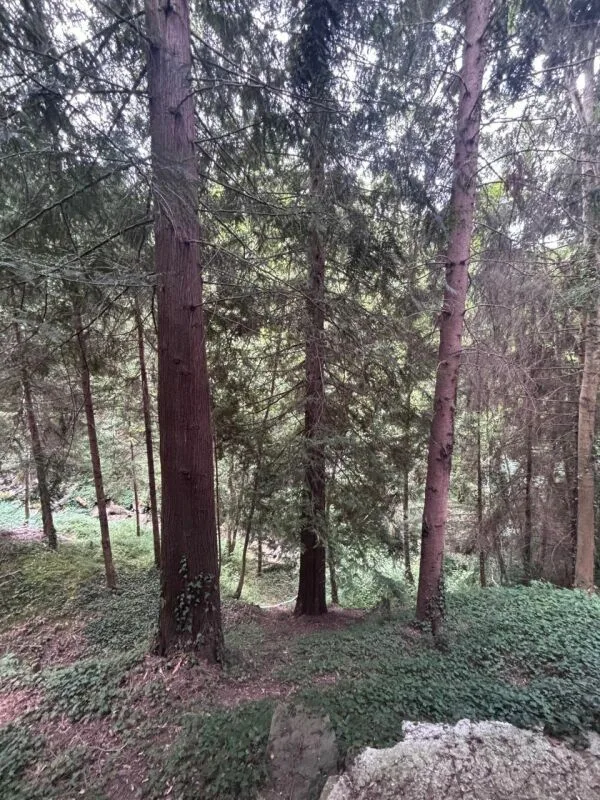 House in the heart of the forest – photo 10 of 13