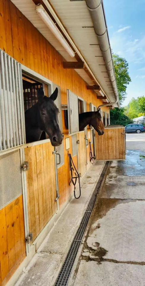 Attraktive Reitanlage an der schweizer Grenze mit vielfältigen Nutzungsmöglichkeiten – Foto 7 von 13
