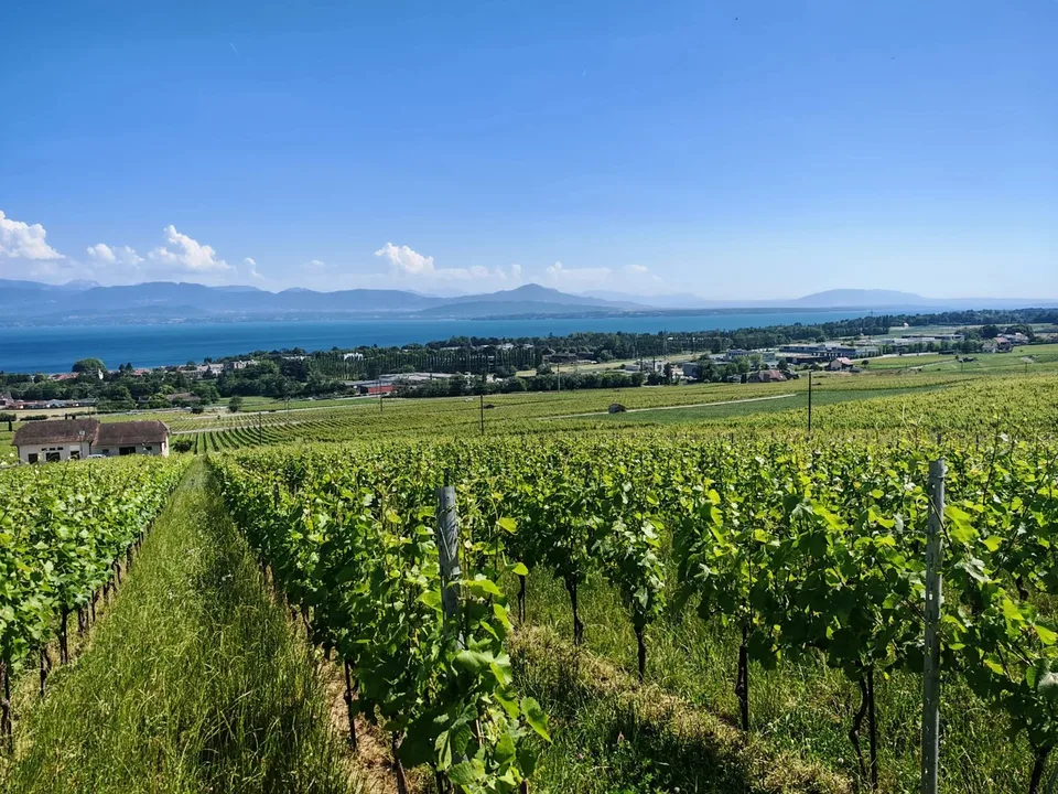 A-ONE BUSINESS CENTER | Büros der Extraklasse im Herzen des Léman-Arks – Foto 7 von 7