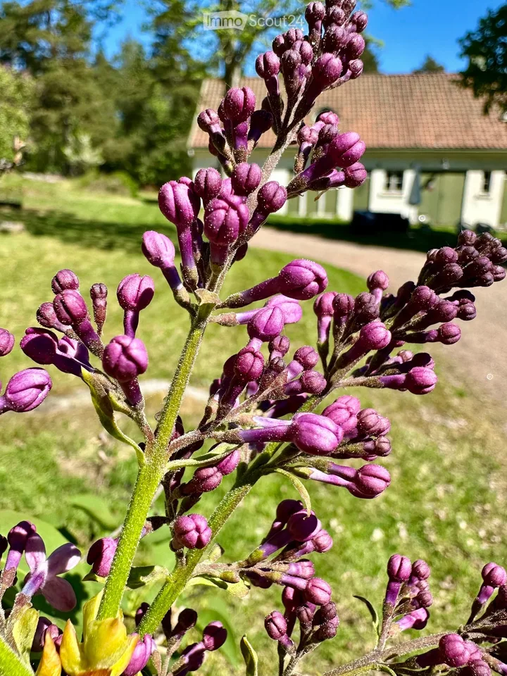 Idylle de maison de campagne finlandaise avec arboretum sur 1,7 hectares – photo 17 sur 30
