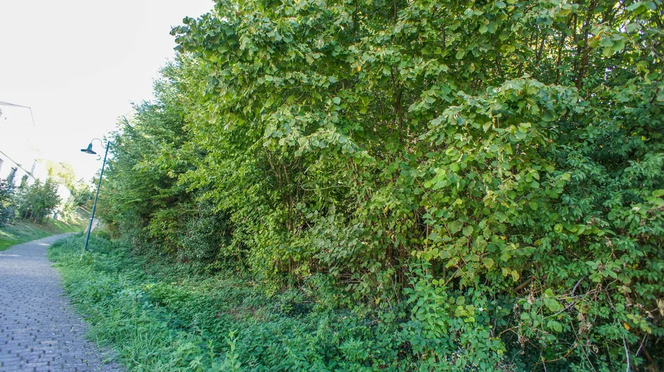 Construire près de la nature à Öschgen – parcelle spacieuse avec vue lointaine – photo 9 sur 13