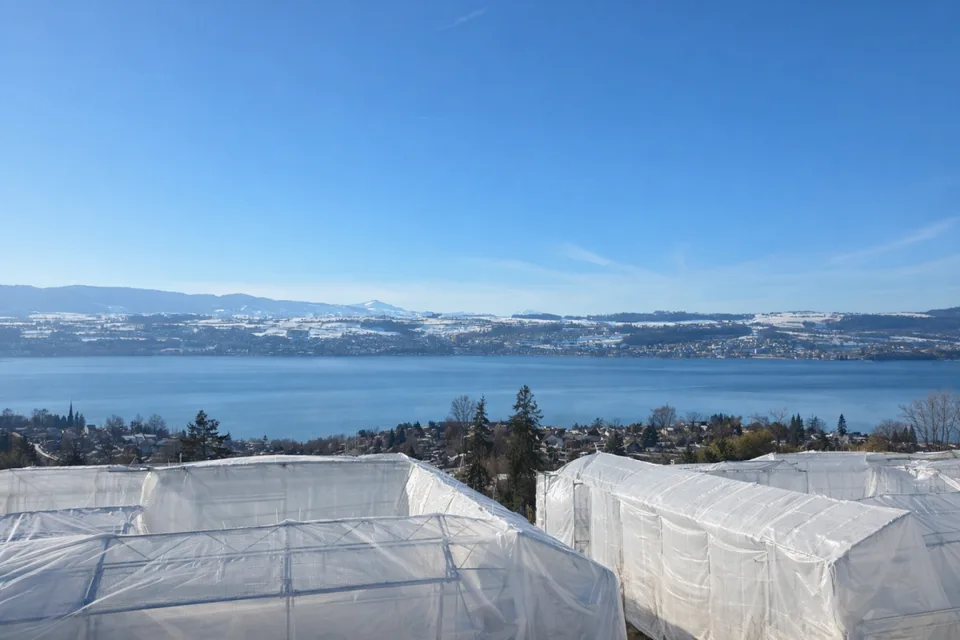 TILIA | Vivere con vista lago - 16 condomini - Pronti per l'occupazione dall'autunno 2026