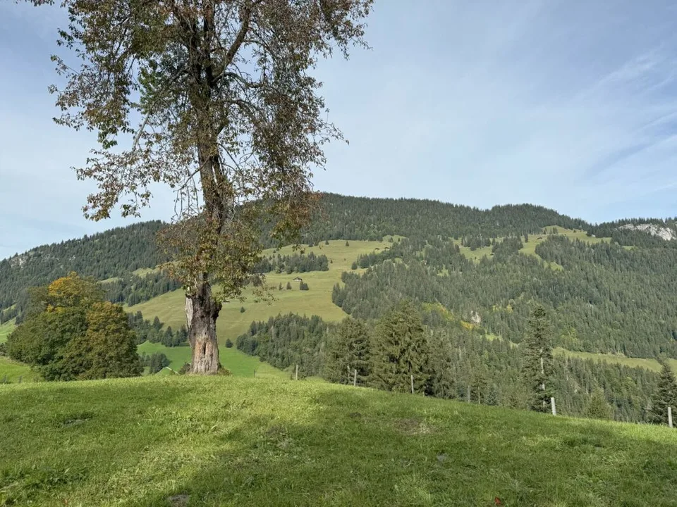 Bauland an sonniger und aussichtsreicher Lage in Zweisimmen (Rinderberg)