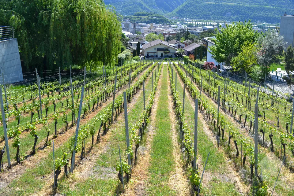 Magnifique parcelle surplombant Sierre dans zone villa de 1'099 m2