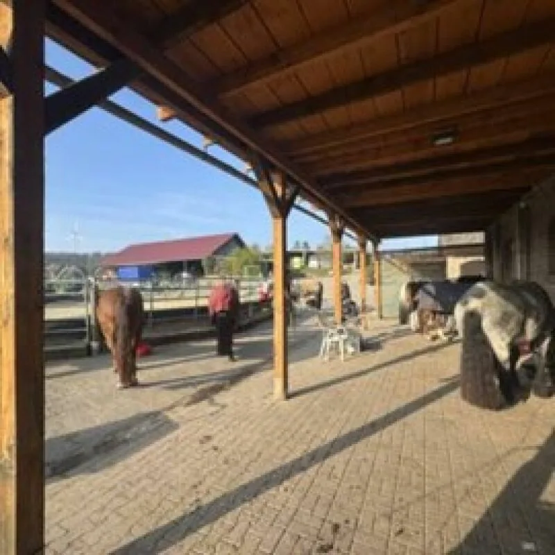 Proprietà equestre con appartamento/stanza singola e maneggio
