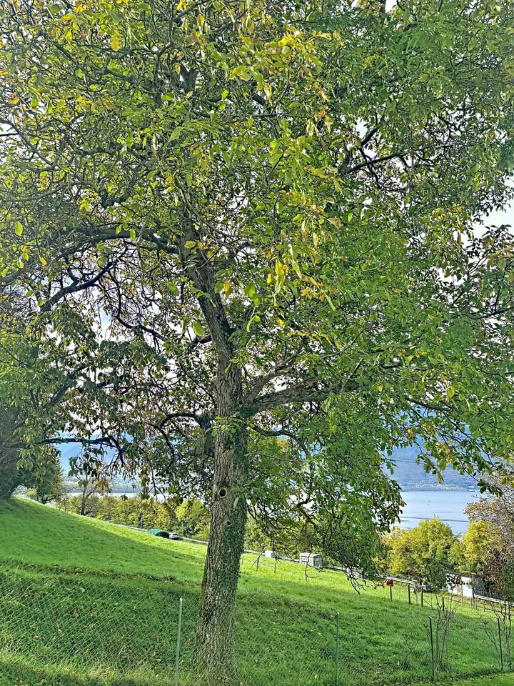 Magnifique appartement de 4,5 pièces avec vue panoramique à Chernex