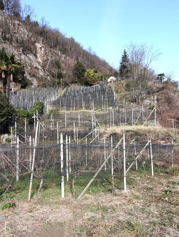 Terreno vignato/agricolo, con 400 gambe di merlot – foto 2 di 3