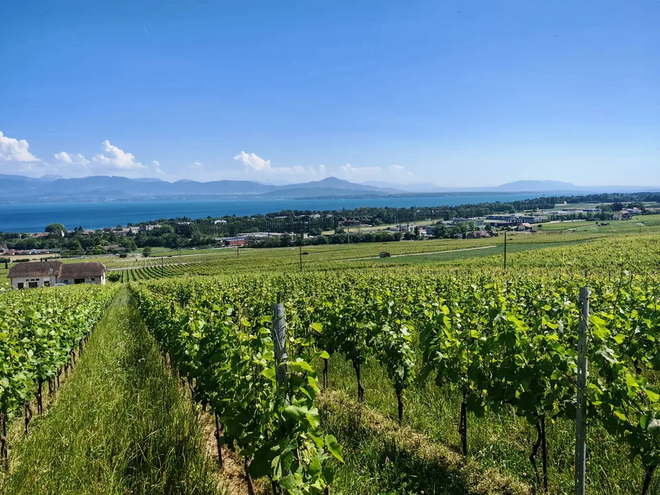 A-ONE BUSINESS CENTER | Uffici eccezionali nel cuore dell'arco del Léman – foto 7 di 7