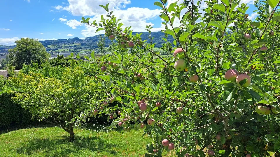 Attico affascinante con vista a 8955 Oetwil an der Limmat – foto 6 di 11