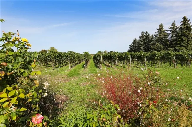 Ravissante villa en campagne avec Jardin en Bordure des Vignobles de Jussy – Foto 12 von 14