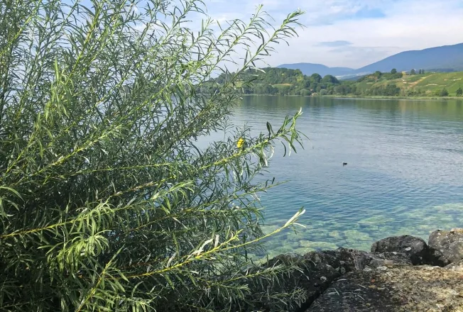 6 Zimmer Einfamilienhaus in Cortaillod – foto 14 di 17