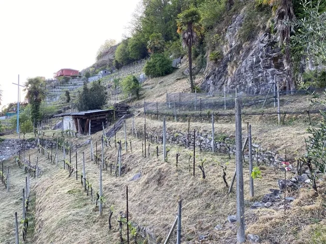 1 Zimmer Bauernhaus in Sementina – Foto 5 von 13