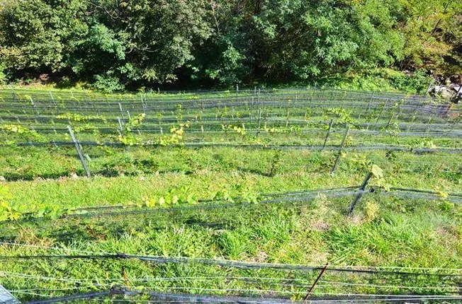 2.5 Zimmer Rustico in Preonzo – Foto 13 von 13
