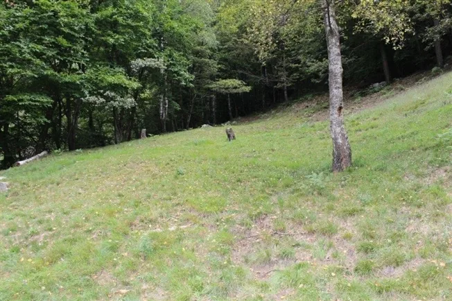 4 Zimmer Rustico in Gerra (Verzasca) – Foto 9 von 11