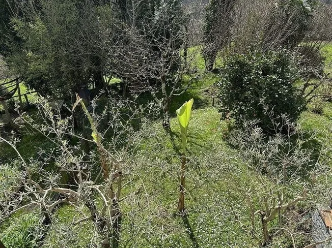 4.5 Zimmer Einfamilienhaus in Molinazzo di Monteggio – Foto 13 von 13
