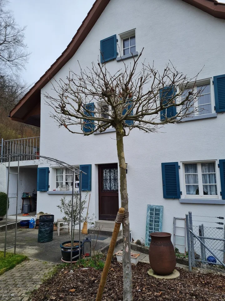 Nachmieter für 2 Zi. Gartenwohnung