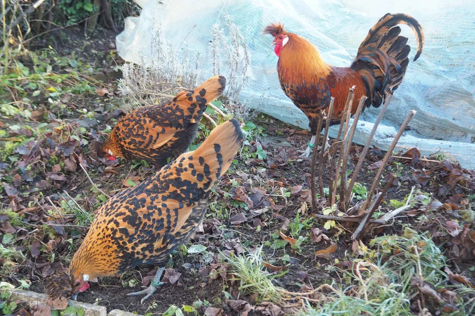 WG grosses Zimmer vollsonnig, ruhig