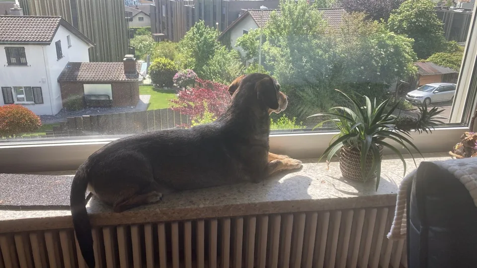 Room in shared furnished two bedroom apartment with stunning view/ WG 3.5 Zimmer vollmöbiliert mit Ausicht