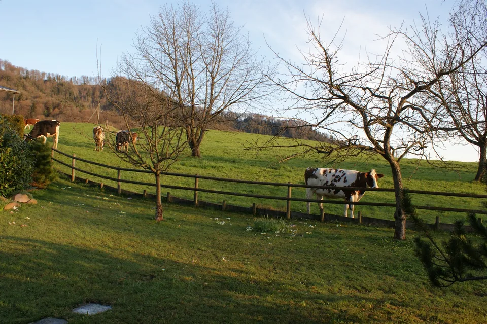 Ampia casa unifamiliare di 6 locali adiacente a una zona verde con grandi possibilità