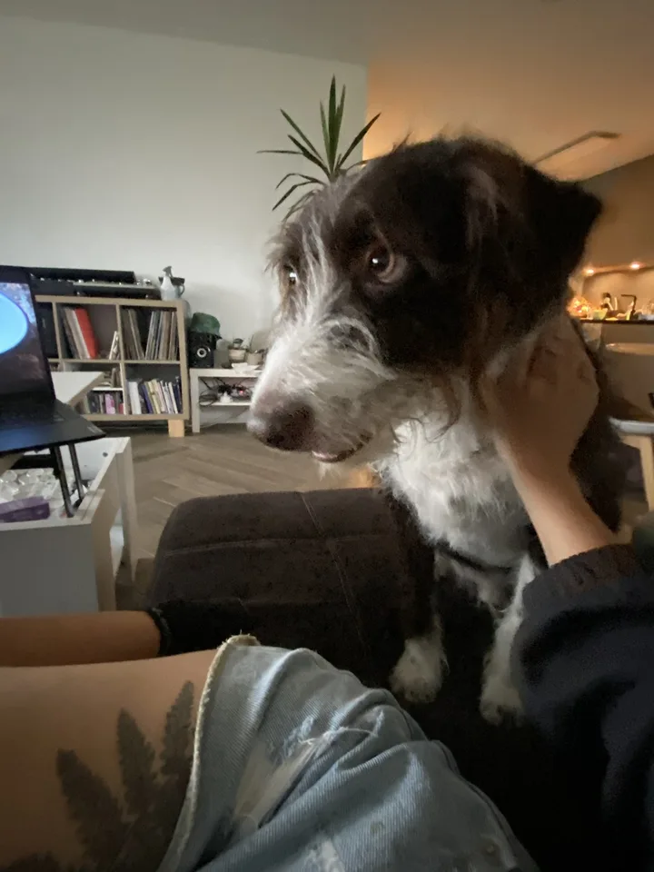 2 Rooms in a beautifull flat, close to center, with a nice Doggo :)