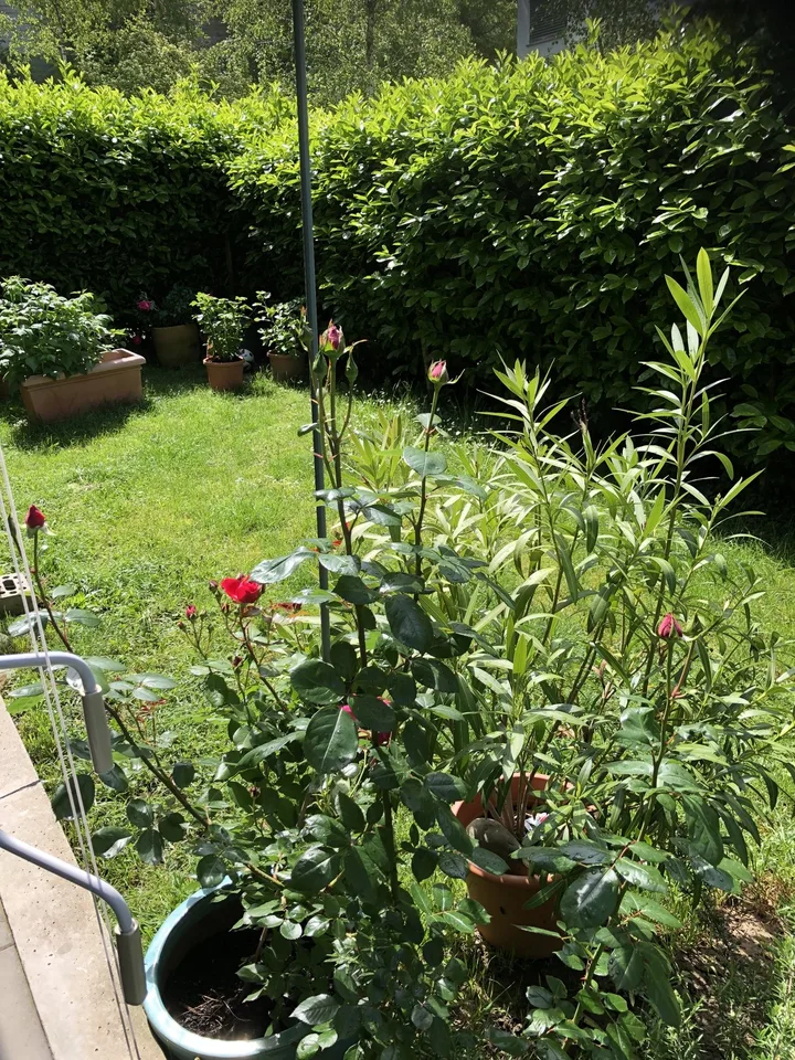 Beautiful garden room for animal lovers!